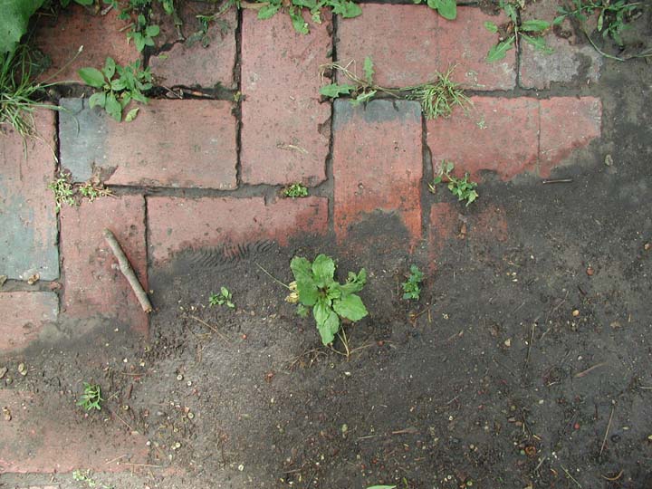 P6010009