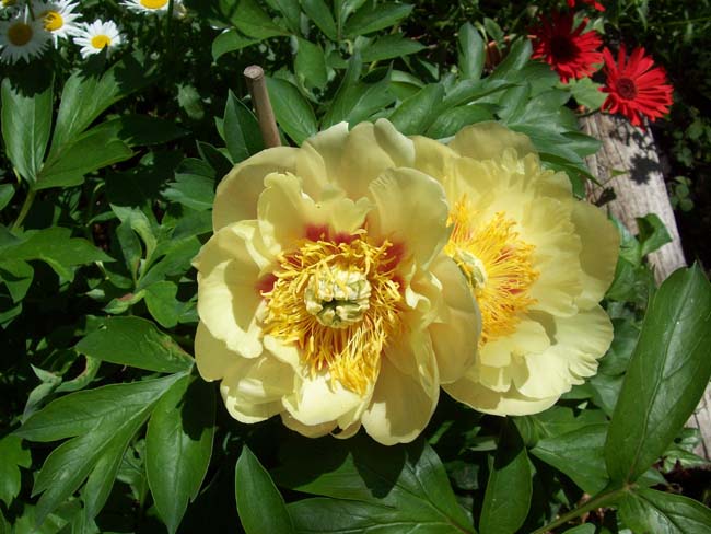 garden2001b