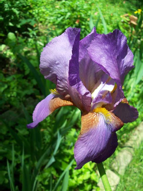 garden2004