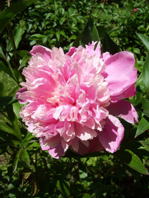 garden2007