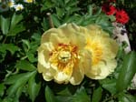 garden2001b
