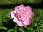 garden2006