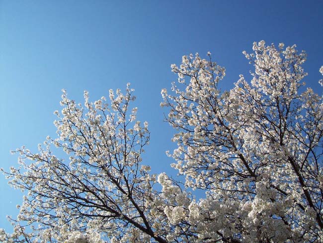 spring4ice042