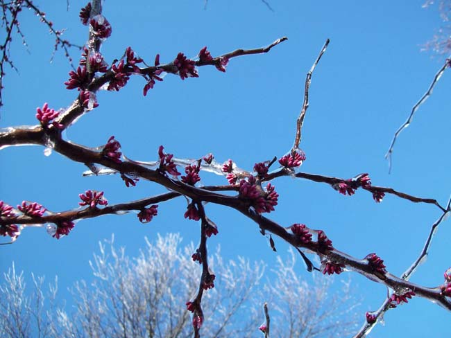 spring4ice080