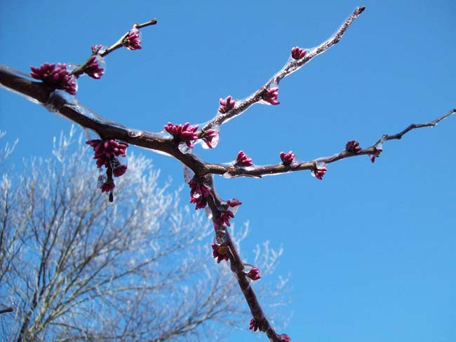 spring4ice081