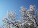 spring4ice042