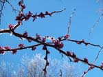 spring4ice080