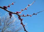 spring4ice081