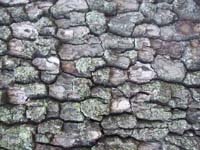 bark 2
