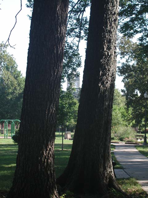 dars080808012
