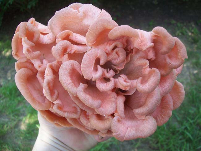 mushroom007