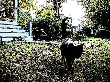 catout