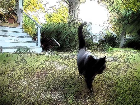 catphase