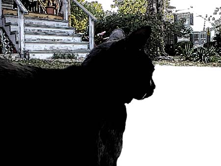 catwhite