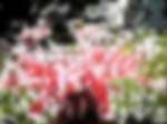 blur