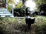 catout