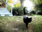 catphase