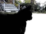 catwhite