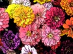 flowerline
