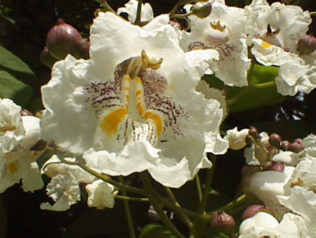 psn04408