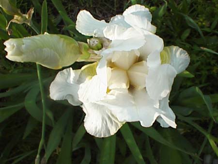 psn04246