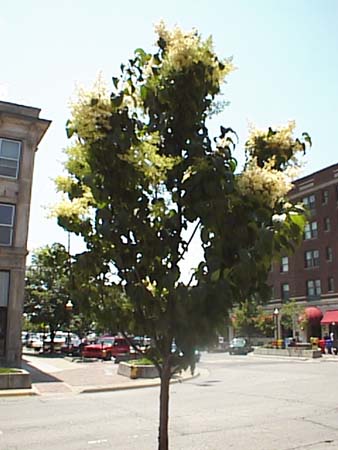 psn04310