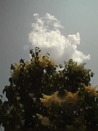 psn04312
