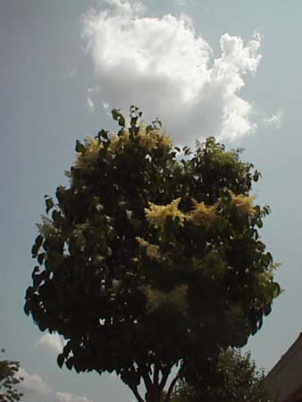 psn04313
