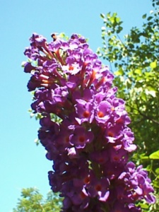 thm_PSN00019.jpg