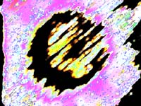 purplewarp