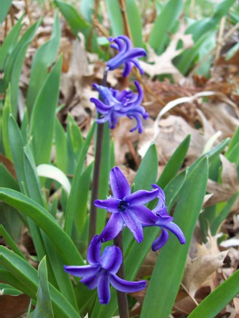 spring2006