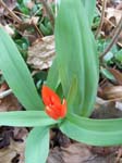 spring2004