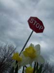 spring2018