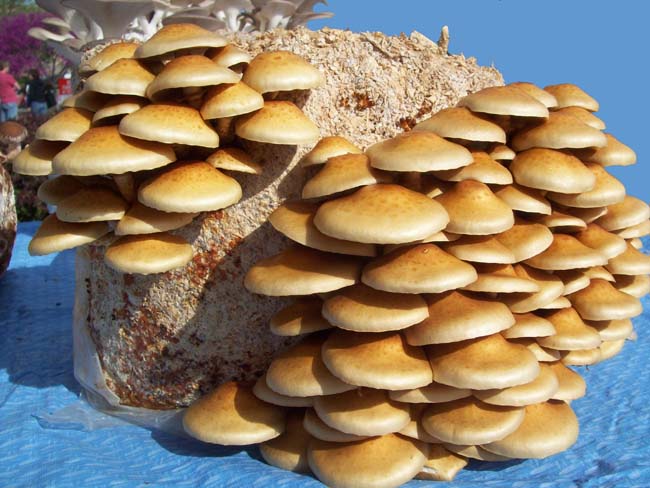 bluemushrooms